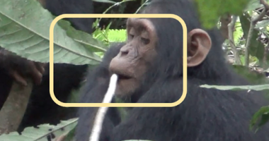 Do chimps perform first aid? These scientists say they know