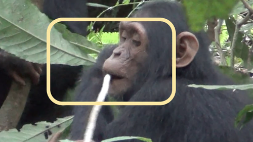 Do chimps perform first aid? These scientists say they know