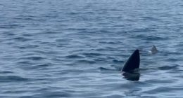 A 12-meter basking shark fin in the ocean off the coast of Marbella.