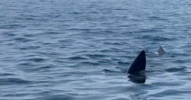 A 12-meter basking shark fin in the ocean off the coast of Marbella.
