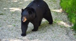 American black bear walking in a forest.