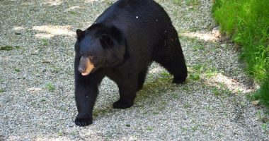 American black bear walking in a forest.