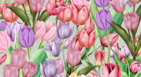 Illustration of pink and purple tulips.