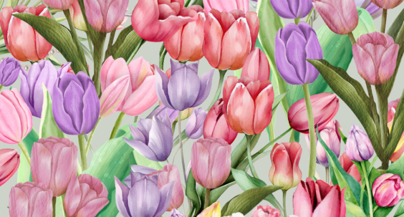 Illustration of pink and purple tulips.