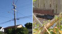 Exploding birds plague Richmond, California neighborhood as residents plead for Pacific Gas and Electric Company to help