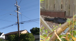 Exploding birds plague Richmond, California neighborhood as residents plead for Pacific Gas and Electric Company to help