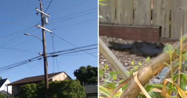 Exploding birds plague Richmond, California neighborhood as residents plead for Pacific Gas and Electric Company to help