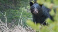 FWC kills black bear that killed Florida man, dog