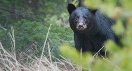 FWC kills black bear that killed Florida man, dog