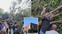 Falling tree injures 12 at Diablo Valley College graduation ceremony in California