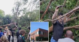 Falling tree injures 12 at Diablo Valley College graduation ceremony in California