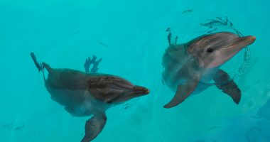 Florida charter captain sentenced for poisoning, shooting dolphins