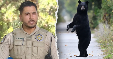 Florida man, 89, and his dog mauled to death by black bear in state's first fatal attack