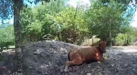 Florida man arrested for shooting neighbor's pregnant cow after it wandered onto his property
