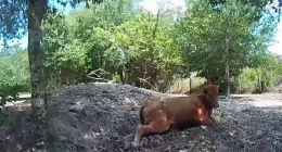 Florida man arrested for shooting neighbor's pregnant cow after it wandered onto his property