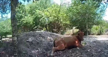 Florida man arrested for shooting neighbor's pregnant cow after it wandered onto his property