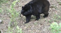 Florida wildlife officials gather to discuss bear hunt proposal