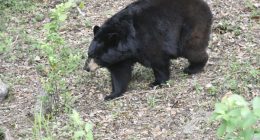 Florida wildlife officials gather to discuss bear hunt proposal