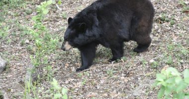 Florida wildlife officials gather to discuss bear hunt proposal