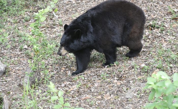 Florida wildlife officials gather to discuss bear hunt proposal