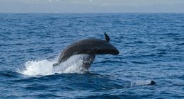 Two false killer whales jumping in front of each other, one individual swims by the right side. Shot near the cost of Faial