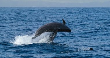 Two false killer whales jumping in front of each other, one individual swims by the right side. Shot near the cost of Faial