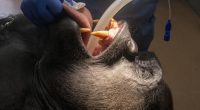 Gorillas undergo exams before saying goodbye to Zoo Miami