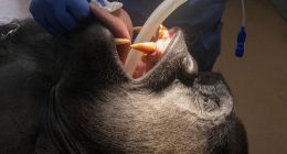 Gorillas undergo exams before saying goodbye to Zoo Miami