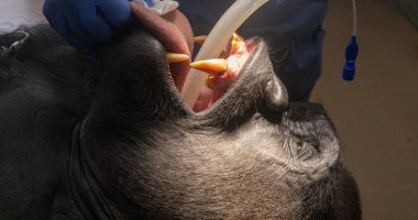 Gorillas undergo exams before saying goodbye to Zoo Miami