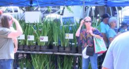 Greeneville's Iris Festival wrapping up 30th anniversary