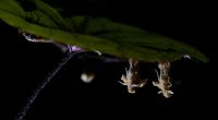 Has it been 17 years already? Get ready for screaming cicadas