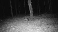 'Headless' mystery beast is caught on trail cam in the dead of night