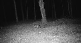 'Headless' mystery beast is caught on trail cam in the dead of night