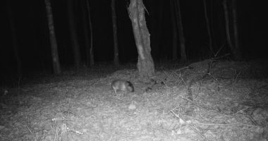 'Headless' mystery beast is caught on trail cam in the dead of night