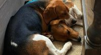 Heartwarming: Test Beagles' Journey From Fauci's NIH Experimentation Lab to Forever Home