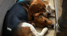 Heartwarming: Test Beagles' Journey From Fauci's NIH Experimentation Lab to Forever Home