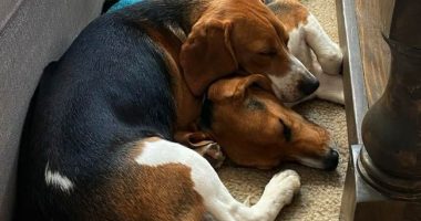 Heartwarming: Test Beagles' Journey From Fauci's NIH Experimentation Lab to Forever Home