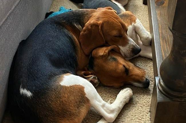 Heartwarming: Test Beagles' Journey From Fauci's NIH Experimentation Lab to Forever Home