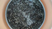 Microplastics are a more recognised issue across the world.