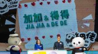 Hong Kong's baby pandas finally get names. Meet Jia Jia and De De
