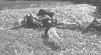 Horrific details of deadly Pitbull attack that saw man savaged