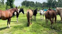 Horse Sanctuary asking for community help to stay afloat