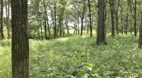 How to manage the spread of invasive species in Central Illinois:
