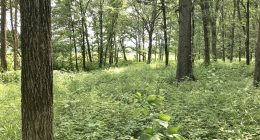 How to manage the spread of invasive species in Central Illinois: