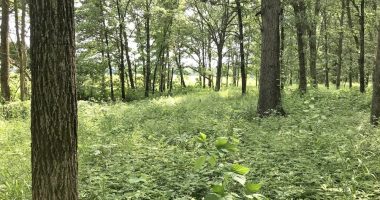 How to manage the spread of invasive species in Central Illinois: