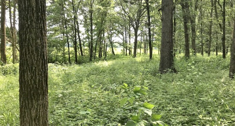 How to manage the spread of invasive species in Central Illinois: