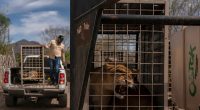 Hundreds of animals flee cartel chaos, violence after wildlife refuge faced with threats