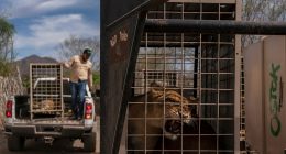 Hundreds of animals flee cartel chaos, violence after wildlife refuge faced with threats
