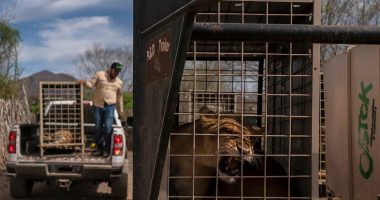 Hundreds of animals flee cartel chaos, violence after wildlife refuge faced with threats