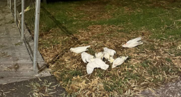 Hundreds of corellas have been found dead in a suspected poisoning in the regional Victorian town of Horsham.